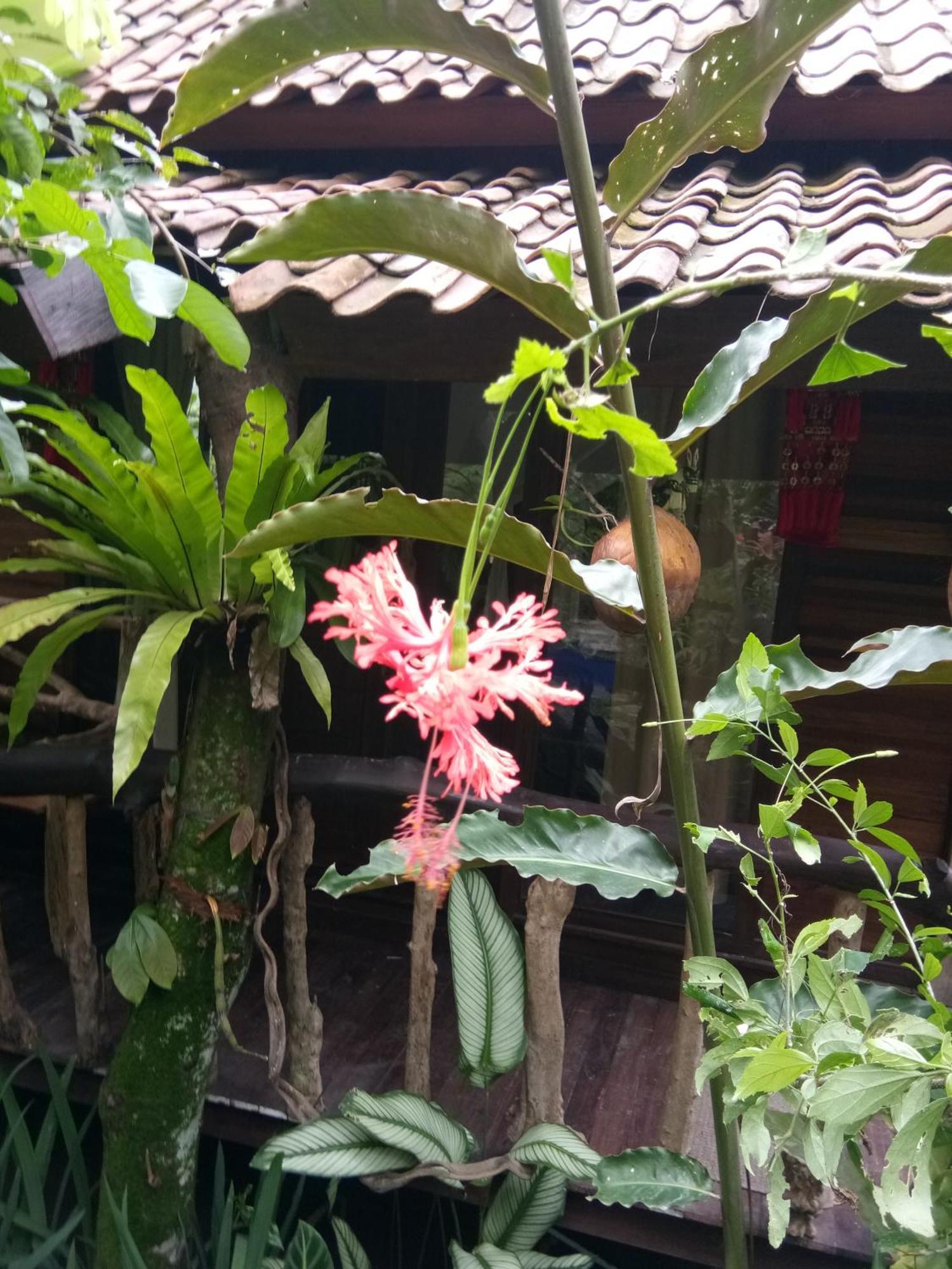 Les Garden Villa เตจากูลา ภายนอก รูปภาพ